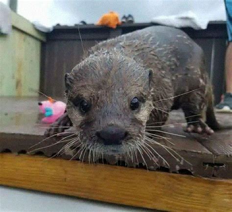 Adults Can Swim With Tiny Otters At This Animal Preserve And The