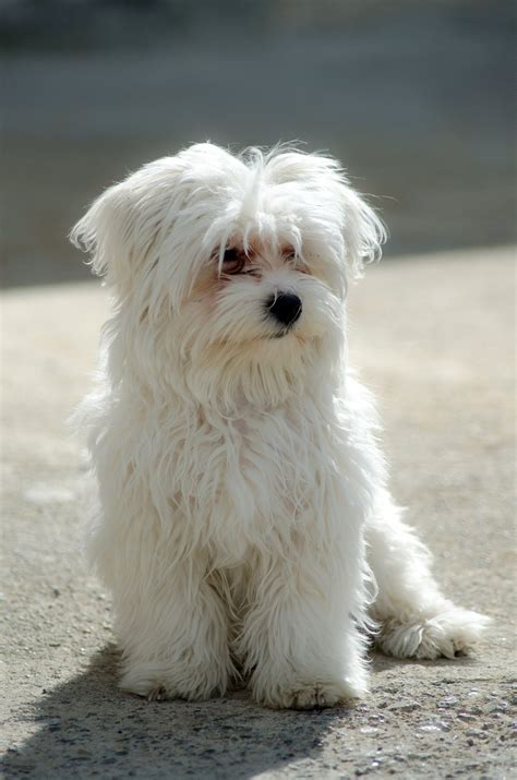 Dog Maltese Pet Free Photo On Pixabay Pixabay