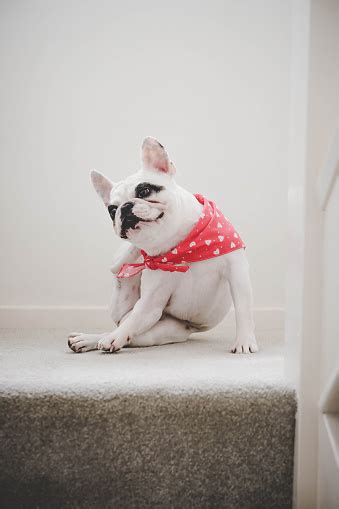 French Bulldog Scratching Stock Photo Download Image Now Dog