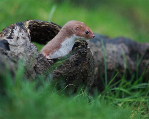 Weasel Mustela Nivalis British Wildlife Centre Flickr