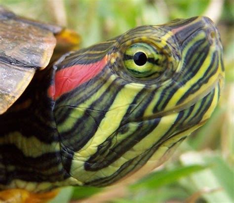 Red Eared Slider Turtle The Red Eared Slider Turtle Is Easy To