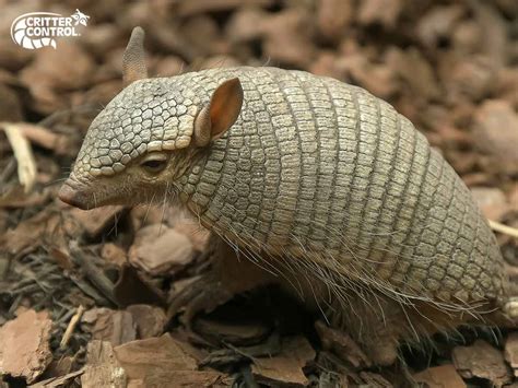 How To Trap Armadillos In Polk County Critter Control Of Polk County
