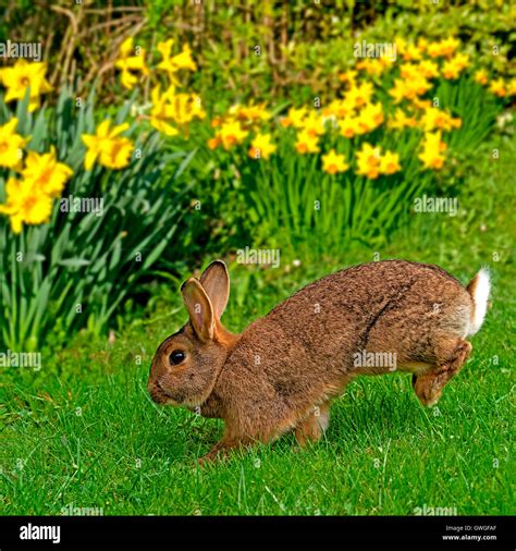 Domestic Rabbit Adult Hopping In A Garden In Spring Germany Stock