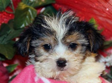I've been raising morkies since 2006 and i just love this breed. Cute and cuddly Yorkiepoo and Morkie puppies ready for new ...