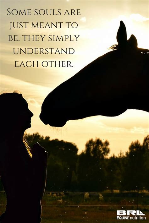 15 Horse Love Quotes And Sayings Love Quotes Collection Within Hd Images