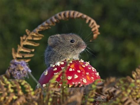 800x600 Wallpaper Mouse Mushroom Rodent Field Cute Rats Cute