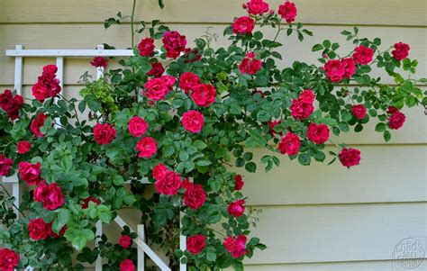 All About Climbing Roses Stark Bros