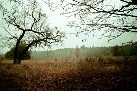 Cold Autumn Field By Mehranum On Deviantart