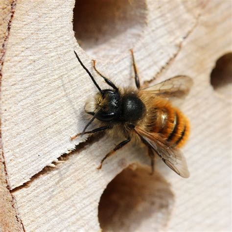 Trogtrogblog Red Mason Bee Report