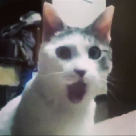 I Love This Cat Lol Love Best Face Ever Omg Laug Flickr