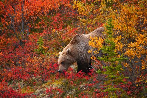 Sociolatte Grizzly Bear Surrounded By Autumn Colors