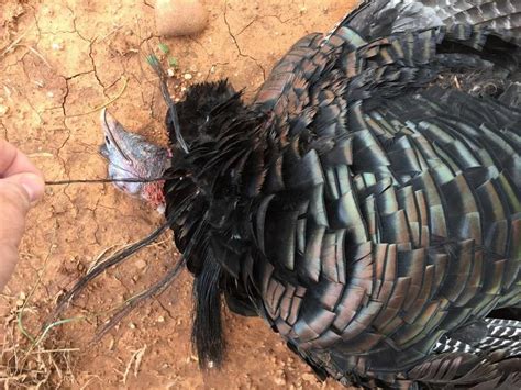 Posted on november 26, 2014 by jimnicar. Turkey with 5 beards - Texas Hunting Forum
