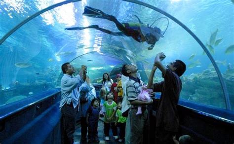 This is one of the most interesting kuala lumpur attractions. Interesting Places In Malaysia: Aquaria KLCC|Kuala Lumpur ...