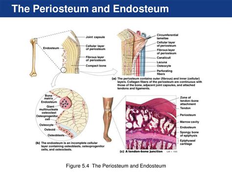Ppt The Skeletal System Osseous Tissue And Skeletal Structure