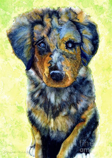 Australian Shepherd Painting At Explore Collection