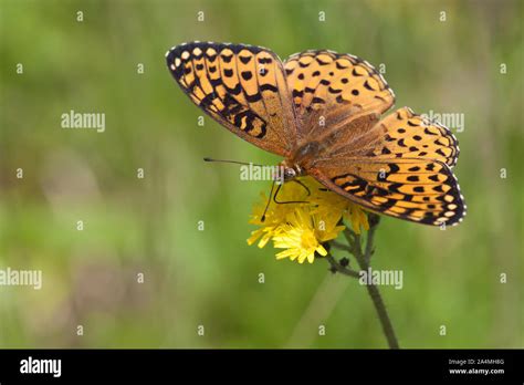 Butterfly On Wildflowers Stock Photo Alamy