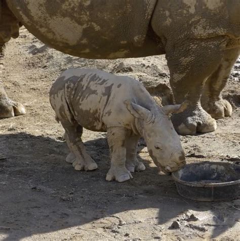 San Diego Zoo Celebrates White Rhino Birth As Next Step In Saving Species
