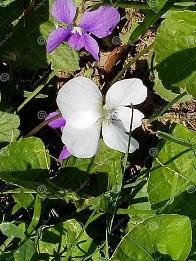 White Flower Stock Photo Image Of Center Purple White 174829806