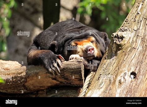 Sun Bear Or Honey Bear Helarctos Malayanus Resting Captive Miami