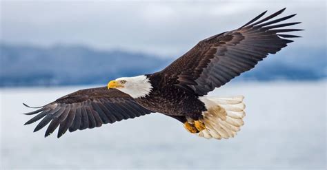 What Does It Mean To ‘soar On Wings Like Eagles Isaiah 4031