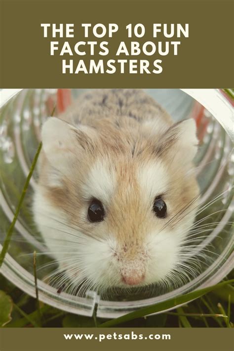 10 Mind Blowing Facts You Have To Know About Hamsters Hamster