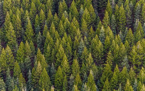 Evergreen Forest Wallpapers Top Free Evergreen Forest Backgrounds
