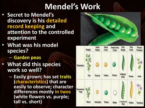 Main Principles Of Heredity And Mendel39s Experiments