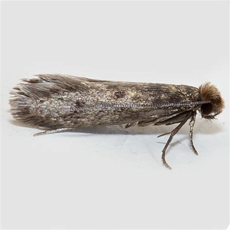 Casemaking Clothes Moth Identification Life Cycle Facts And Pictures