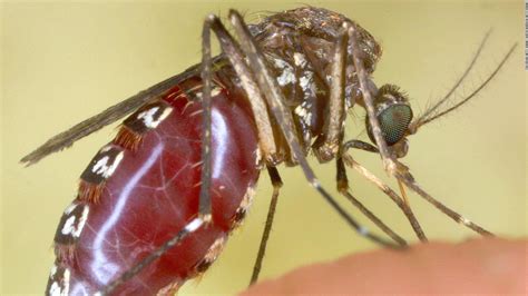 Alerta Por Virus De Encefalitis Transmitido Por Mosquitos Cnn