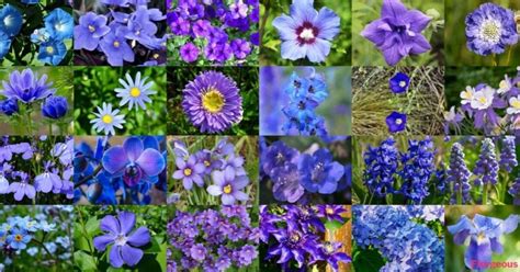 Pictures Of Blue Flowers And Their Names Picturemeta