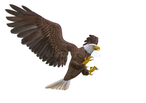 Bald Eagle Attacking Stock Illustrations 89 Bald Eagle Attacking