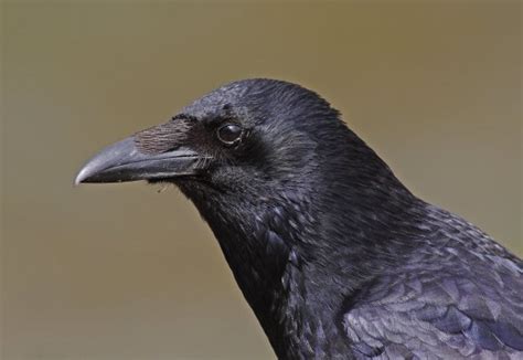 Necrophiliac Crows That Have Sex With Corpses Are Terrifyingly Common Metro News