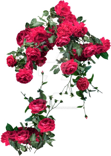 Download Rose Vines Png Rose And Vines Transparent Png Image With No