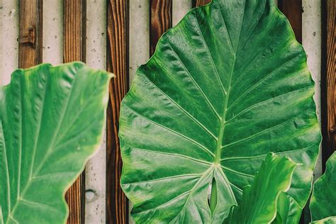 Daun talas gambar png file vektor dan psd unduh gratis di pngtree. Gambar Daun Talas Hijau - Gambar Bagian Tumbuhan