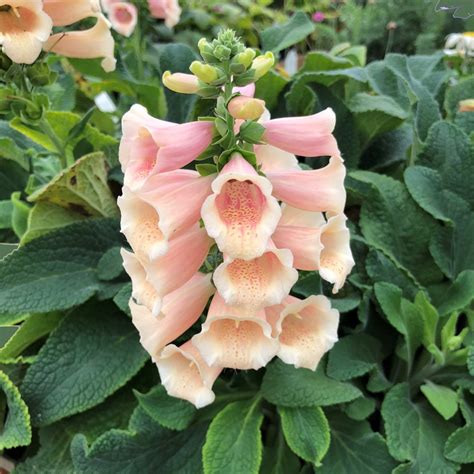 Flowering peach trees are on sale right now and you can order yours for immediate shipment. Dalmatian Peach Digitalis Plants for Sale (Foxglove ...