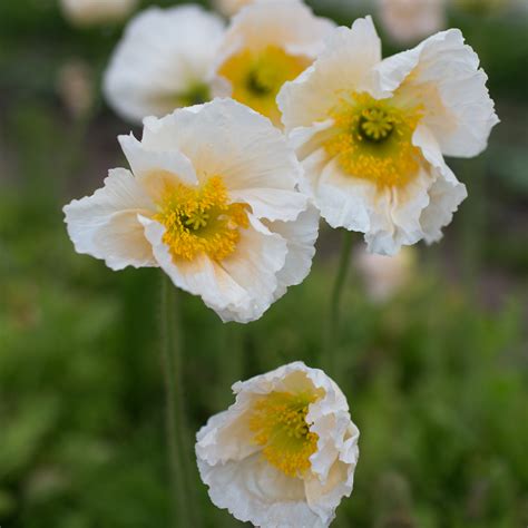 Iceland Poppies Champagne Bubbles White Floret Flowers