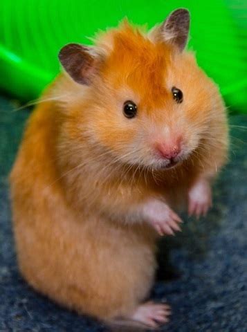 Syrian Hamster Care Facts Colors Life Span Shorthair Longhaired
