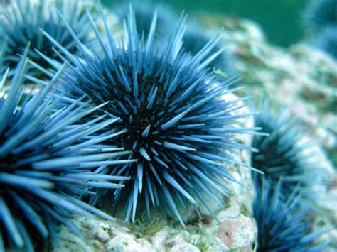 Sea Urchin Class Echinoidea Our Wild World