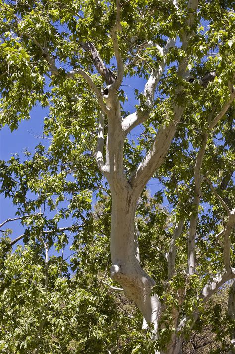 Trees With White Bark In Arizona Waiter E Journal Bildergalerie