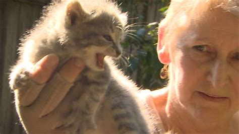 Surrey Overrun With Stray Cats Feral Kittens Cbcca