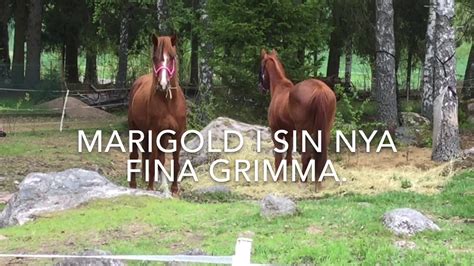 Tv.nu är sveriges största guide till streaming och tv med mer än 2 miljoner unika besökare varje vecka. Livet på landet - YouTube
