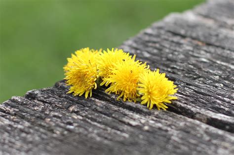 Dandelions Free Photo Download Freeimages