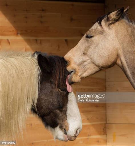 Horse Licking Photos And Premium High Res Pictures Getty Images