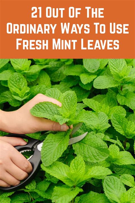 21 Out Of The Ordinary Ways To Use Fresh Mint Leaves In 2020 Fresh