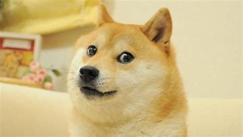O Que é Dogecoin Conheça A Criptomoeda Meme