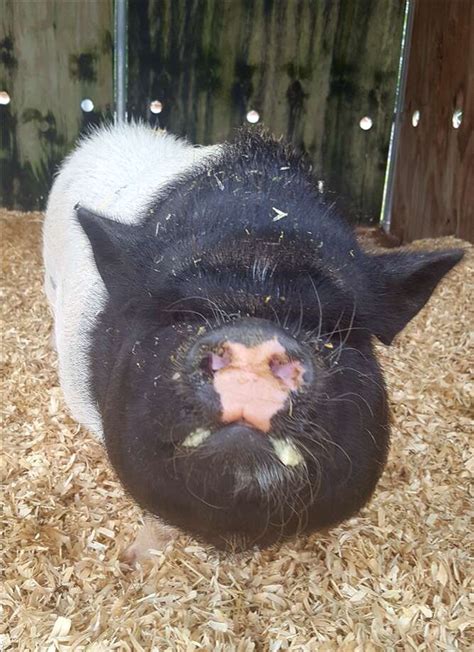 7 Pigs Up For Adoption At Houston Area Shelters Houston Chronicle