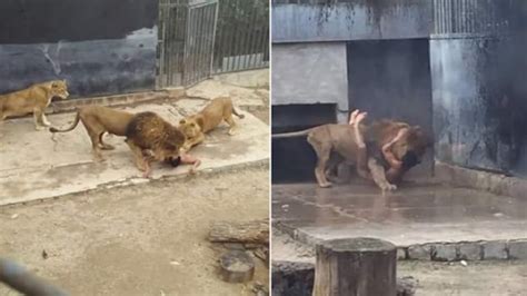 Two Lions Killed To Save A Suicidal Man Who Jumped Into Their Den Fyi