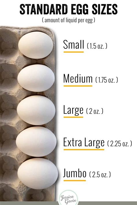 The Different Types Of Eggs And Sizes Types Of Eggs Chicken Eggs