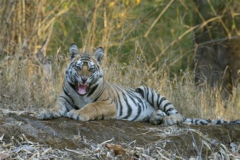 Bandhavgarh Tiger Heaven Wildlife Safari Packages Guided Tiger