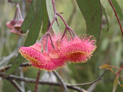 Delicate Pink Gum Blossoms A Flowering Tree Australian Trees
